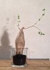 + vase rond