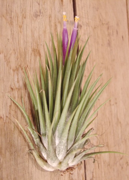 TILLANDSIA IONANTHA IONANTHA