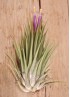 TILLANDSIA IONANTHA IONANTHA