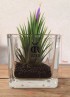 TILLANDSIA IONANTHA IONANTHA