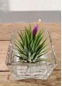 TILLANDSIA IONANTHA IONANTHA