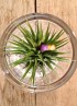 TILLANDSIA IONANTHA IONANTHA