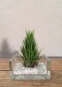 TILLANDSIA IONANTHA IONANTHA