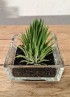 TILLANDSIA IONANTHA IONANTHA