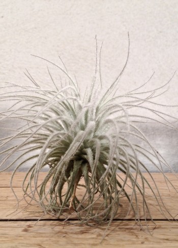 TILLANDSIA TECTORUM