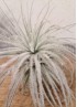 TILLANDSIA TECTORUM