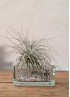 TILLANDSIA TECTORUM