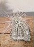 TILLANDSIA TECTORUM