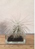 TILLANDSIA TECTORUM