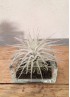 TILLANDSIA TECTORUM