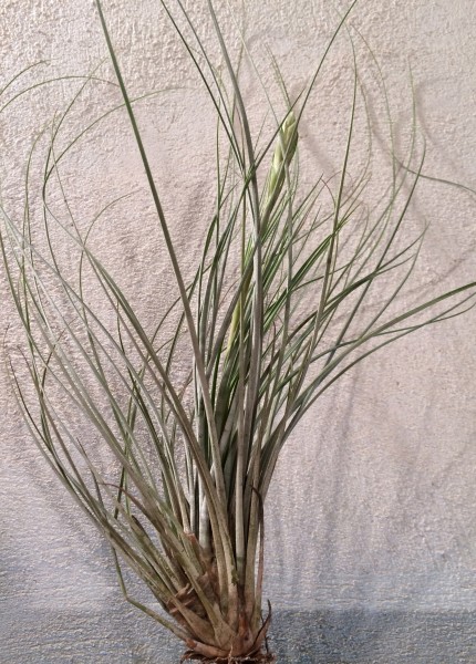 TILLANDSIA JUNCEA