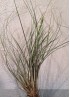 TILLANDSIA JUNCEA