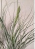 TILLANDSIA JUNCEA