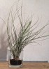 TILLANDSIA JUNCEA