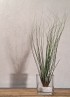 TILLANDSIA JUNCEA