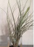 TILLANDSIA JUNCEA