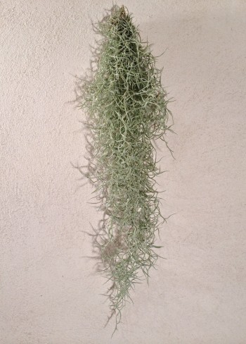 Tillandsias Usneoides