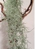 Tillandsias Usneoides