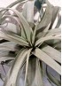 TILLANDSIA XEROGRAPHICA