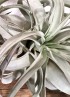 TILLANDSIA XEROGRAPHICA