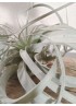 TILLANDSIA XEROGRAPHICA