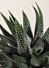 HAWORTHIA CONCOLOR M