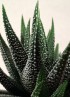 HAWORTHIA CONCOLOR M