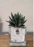 HAWORTHIA CONCOLOR M