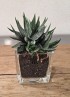 HAWORTHIA CONCOLOR M