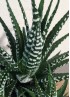 HAWORTHIA BIG BAND S