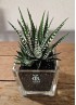 HAWORTHIA BIG BAND S