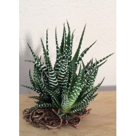 HAWORTHIA BIG BAND M