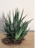 HAWORTHIA BIG BAND M