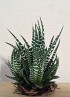 HAWORTHIA BIG BAND M