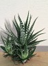 HAWORTHIA BIG BAND M