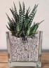 HAWORTHIA BIG BAND M