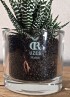 HAWORTHIA BIG BAND M