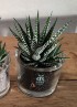 HAWORTHIA BIG BAND M