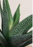 HAWORTHIA CONCOLOR S