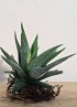 HAWORTHIA CONCOLOR S