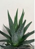 HAWORTHIA CONCOLOR S