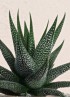 HAWORTHIA CONCOLOR S