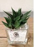 HAWORTHIA LIMIFOLIA