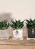 HAWORTHIA LIMIFOLIA