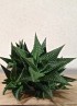 HAWORTHIA LIMIFOLIA