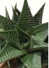 HAWORTHIA LIMIFOLIA