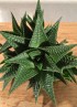 HAWORTHIA LIMIFOLIA