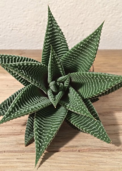 HAWORTHIA SPIDER WHITE