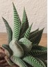 HAWORTHIA SPIDER WHITE