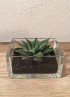 HAWORTHIA SPIDER WHITE